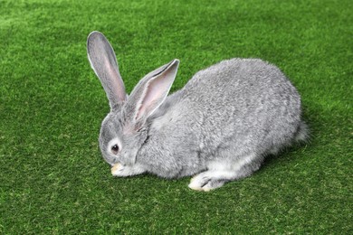 Photo of Fluffy grey rabbit on green grass. Cute pet