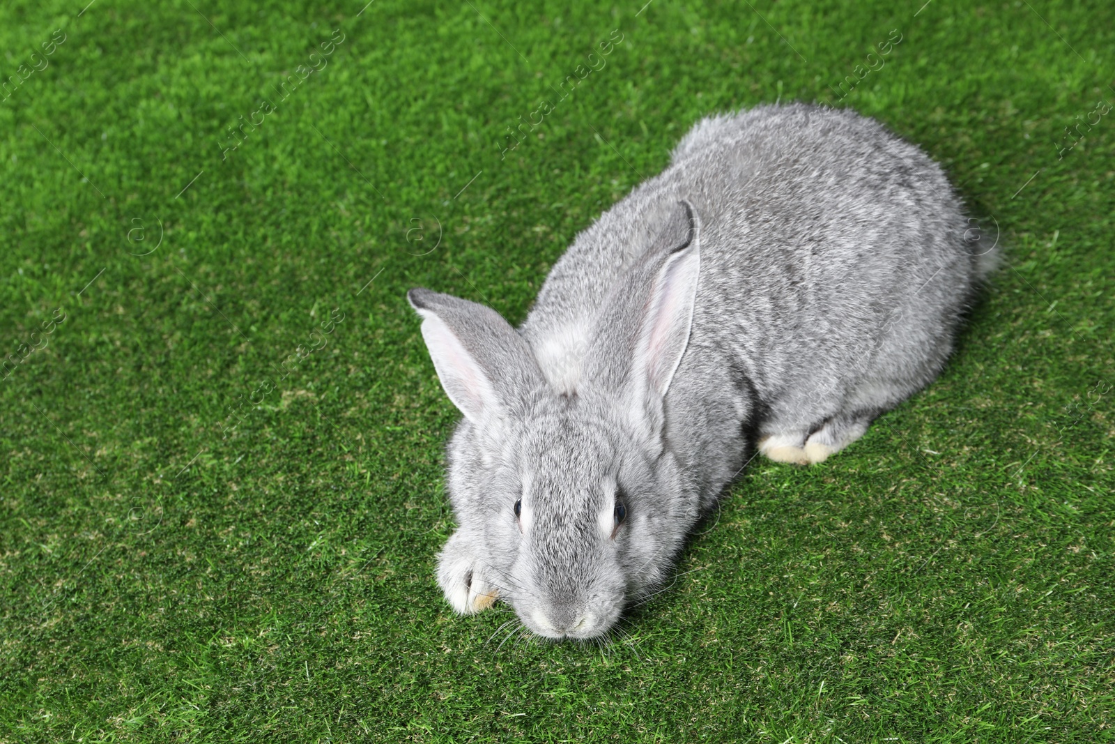 Photo of Fluffy grey rabbit on green grass, space for text. Cute pet