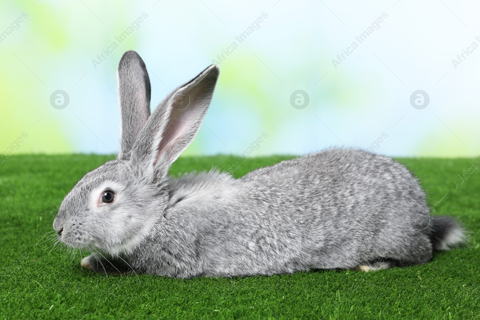 Photo of Fluffy grey rabbit on green grass outdoors