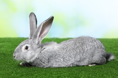 Photo of Fluffy grey rabbit on green grass outdoors