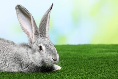 Photo of Fluffy grey rabbit on green grass outdoors, space for text