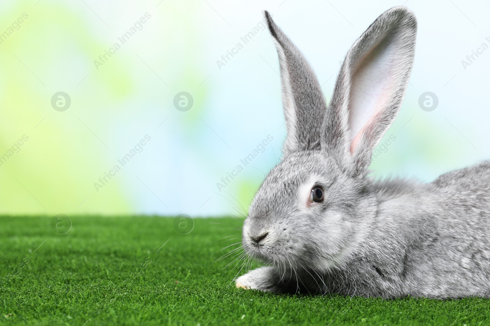 Photo of Fluffy grey rabbit on green grass outdoors, space for text