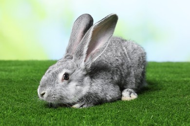 Photo of Fluffy grey rabbit on green grass outdoors