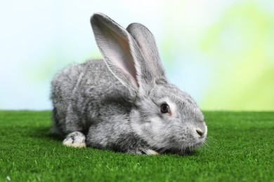 Photo of Fluffy grey rabbit on green grass outdoors