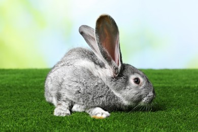 Photo of Fluffy grey rabbit on green grass outdoors