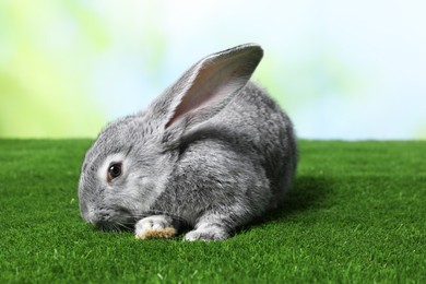 Photo of Fluffy grey rabbit on green grass outdoors