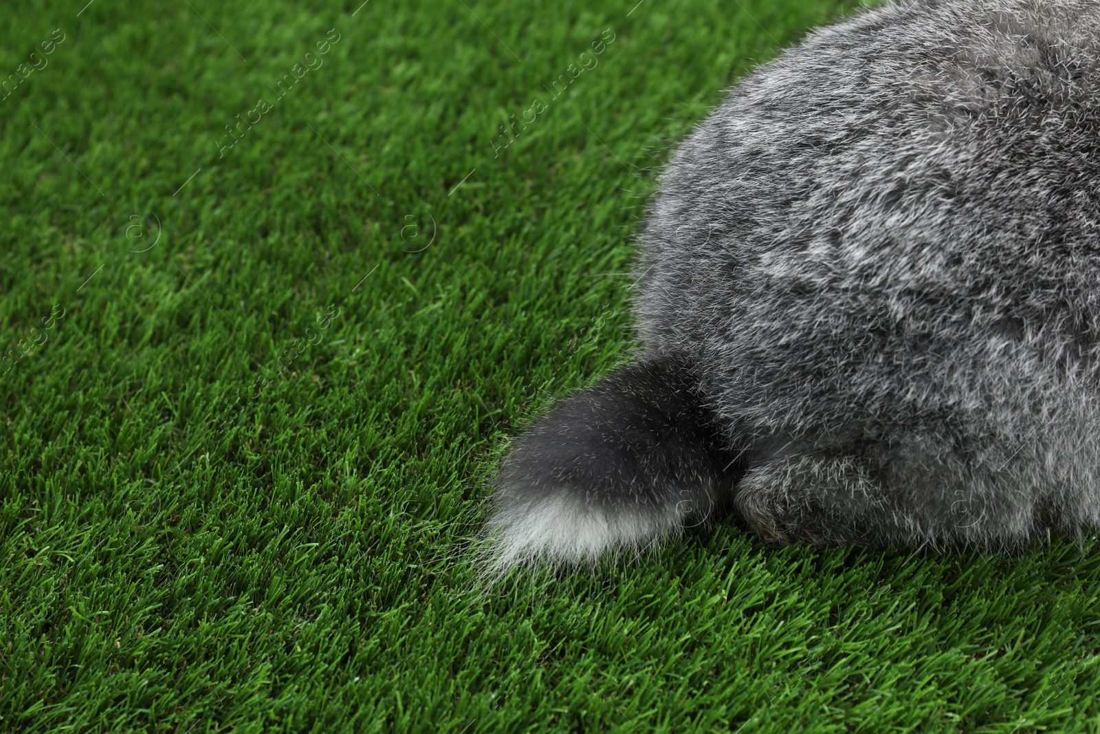 Photo of Fluffy grey rabbit on green grass, closeup. Space for text