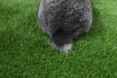 Photo of Fluffy grey rabbit on green grass, closeup