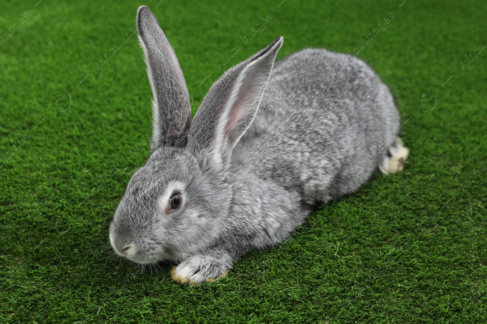 Photo of Fluffy grey rabbit on green grass. Cute pet