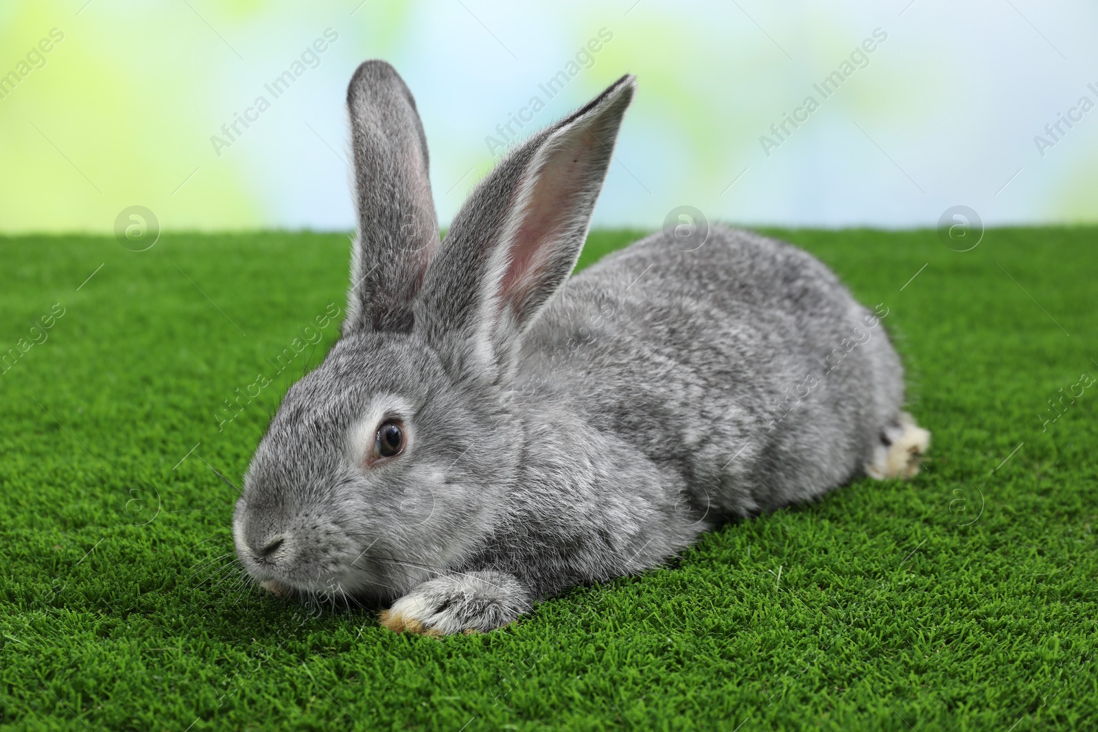 Photo of Fluffy grey rabbit on green grass outdoors