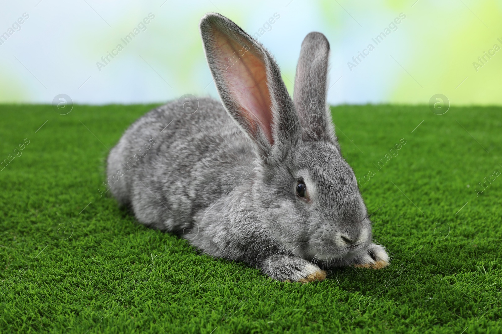 Photo of Fluffy grey rabbit on green grass outdoors