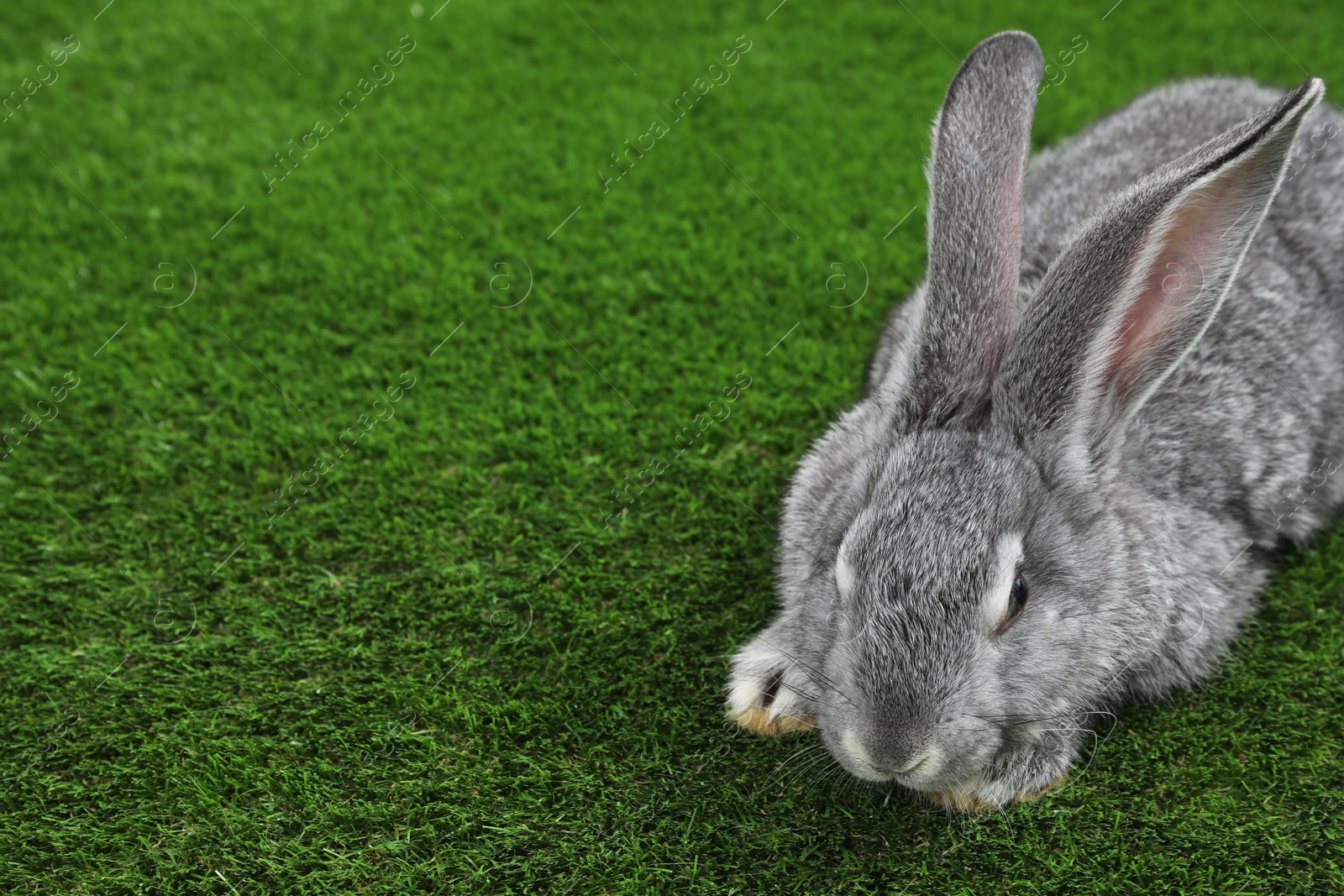 Photo of Fluffy grey rabbit on green grass, space for text