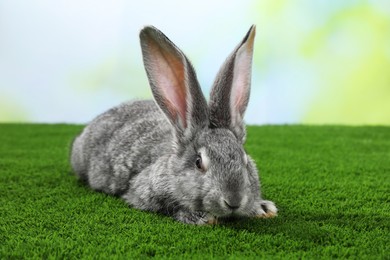 Photo of Fluffy grey rabbit on green grass outdoors