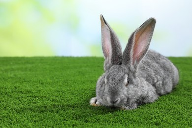 Photo of Fluffy grey rabbit on green grass outdoors, space for text