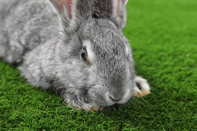 Photo of Fluffy grey rabbit on green grass, closeup. Space for text