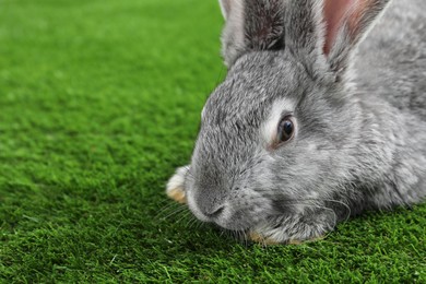 Photo of Fluffy grey rabbit on green grass, closeup. Space for text