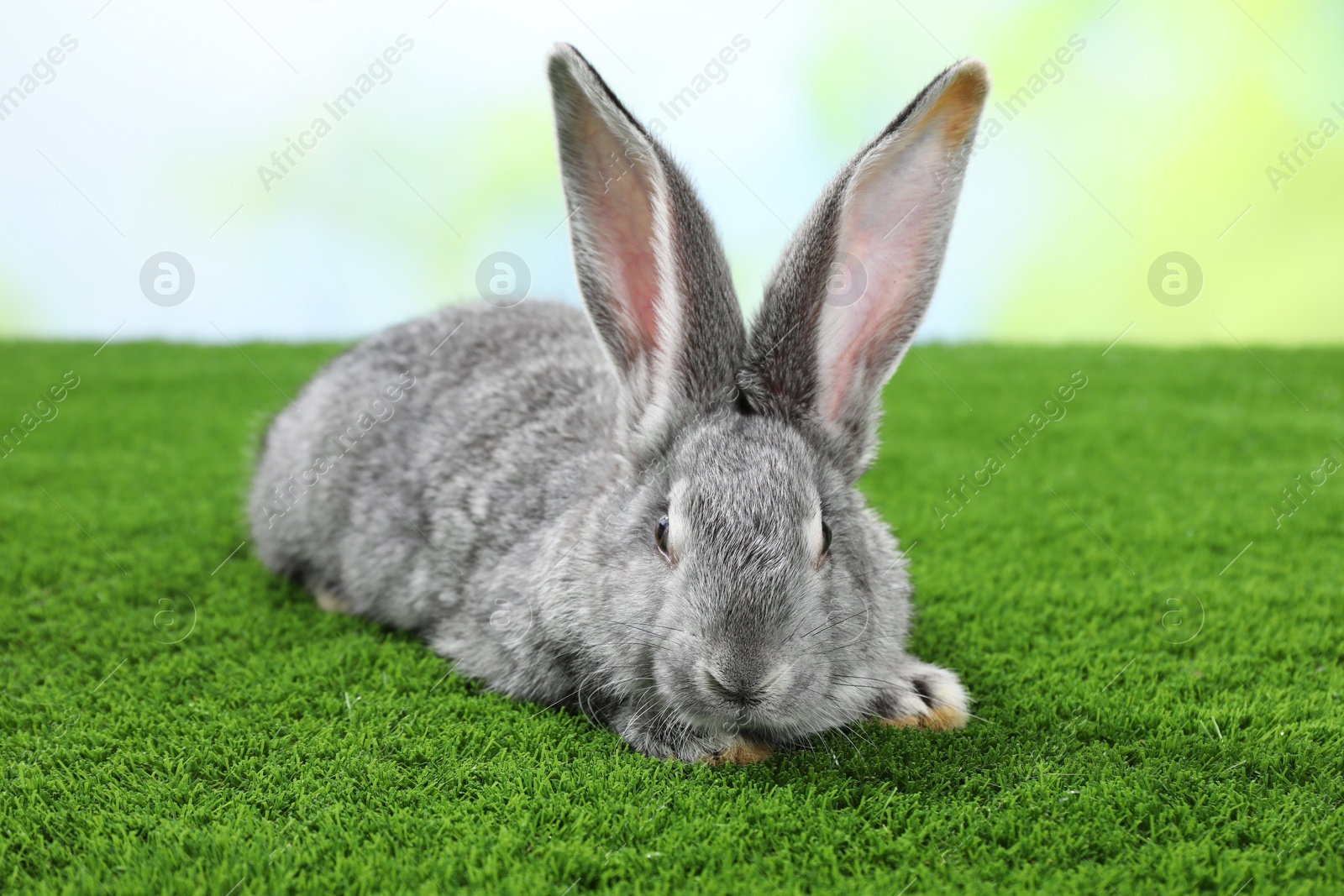 Photo of Fluffy grey rabbit on green grass outdoors