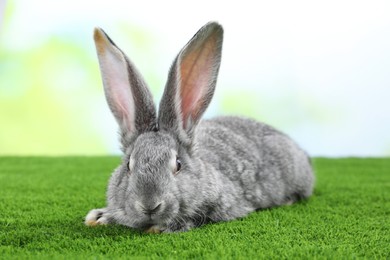 Photo of Fluffy grey rabbit on green grass outdoors