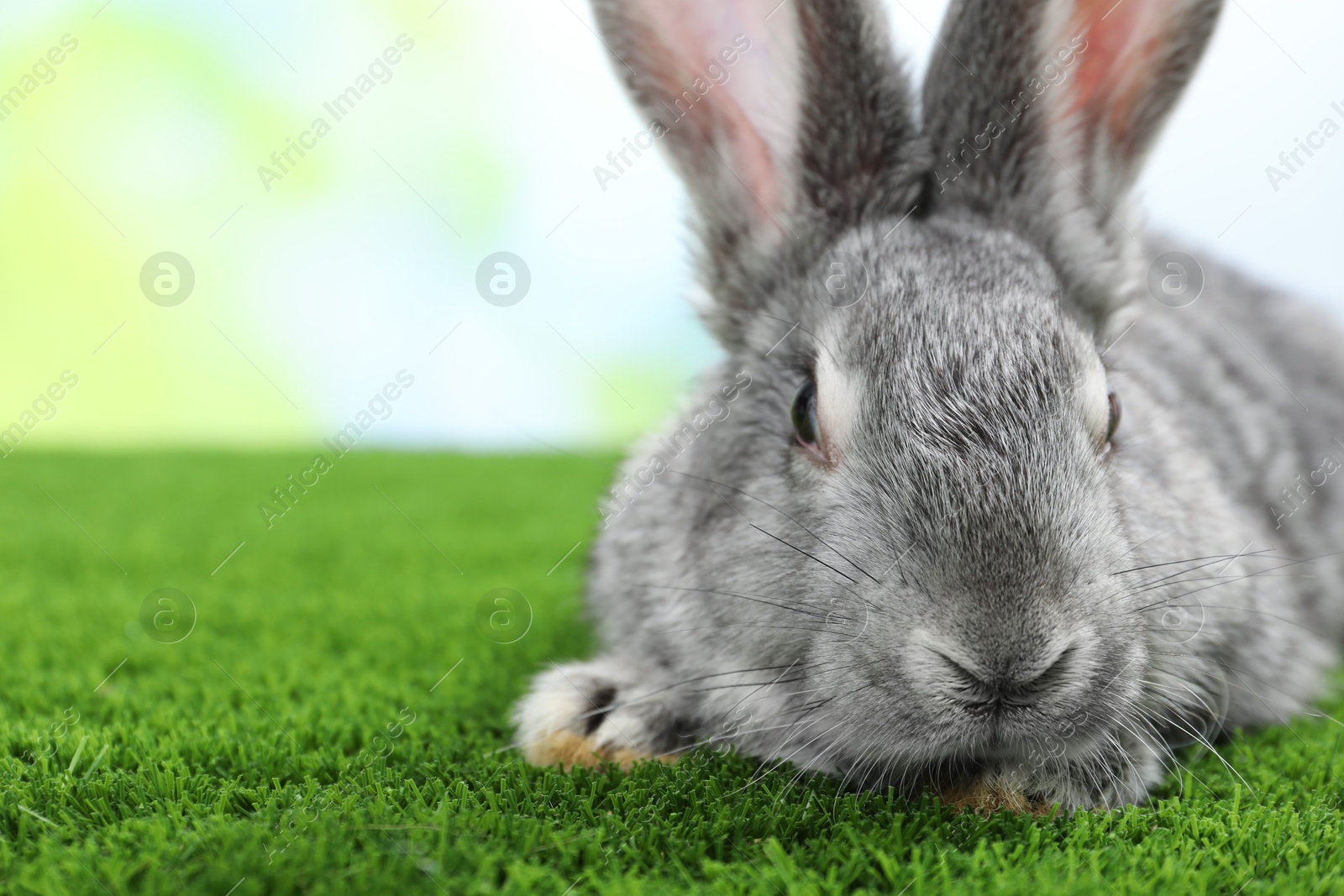 Photo of Fluffy grey rabbit on green grass outdoors, closeup. Space for text