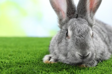 Photo of Fluffy grey rabbit on green grass outdoors, closeup. Space for text