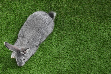 Photo of Fluffy grey rabbit on green grass, top view. Space for text