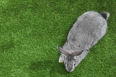 Photo of Fluffy grey rabbit on green grass, top view. Space for text