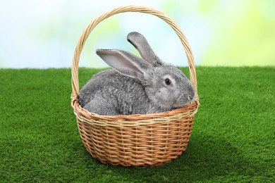 Photo of Fluffy grey rabbit in wicker basket on green grass outdoors