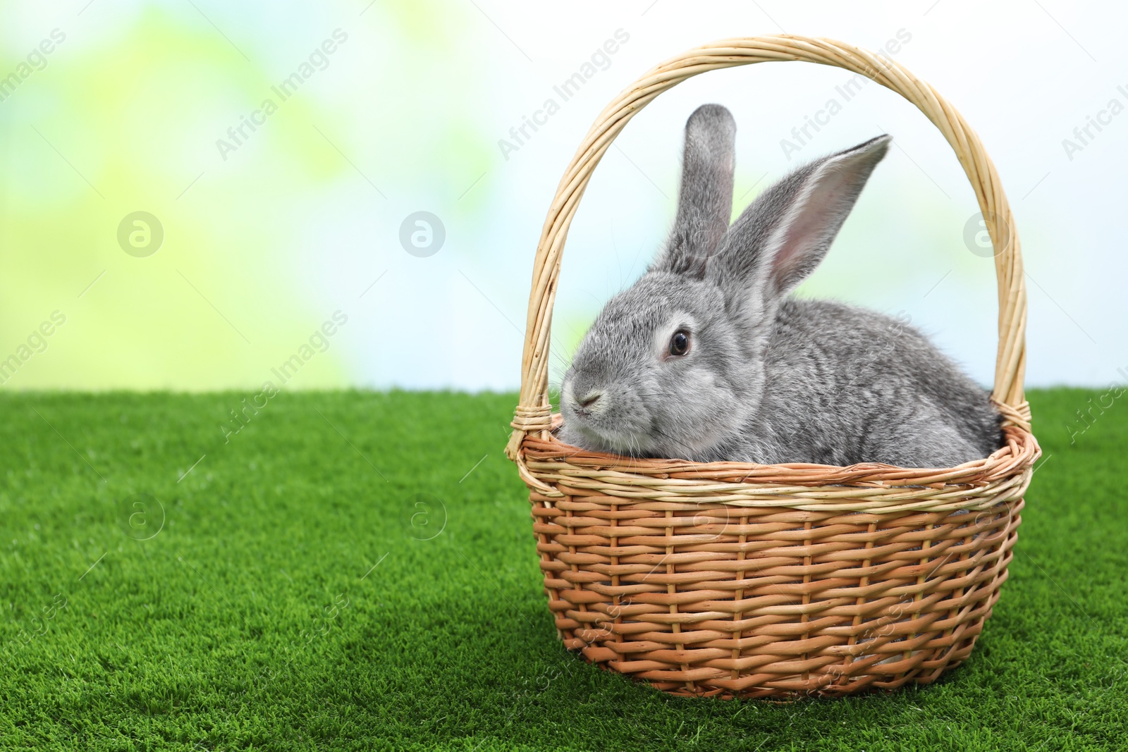 Photo of Fluffy grey rabbit in wicker basket on green grass outdoors, space for text