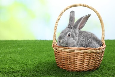 Photo of Fluffy grey rabbit in wicker basket on green grass outdoors, space for text