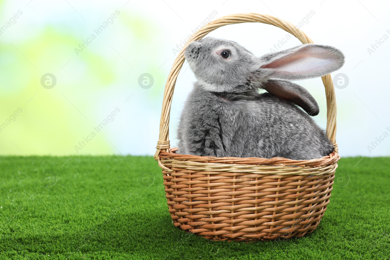 Photo of Fluffy grey rabbit in wicker basket on green grass outdoors, space for text