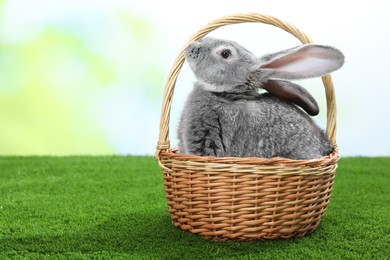 Photo of Fluffy grey rabbit in wicker basket on green grass outdoors, space for text