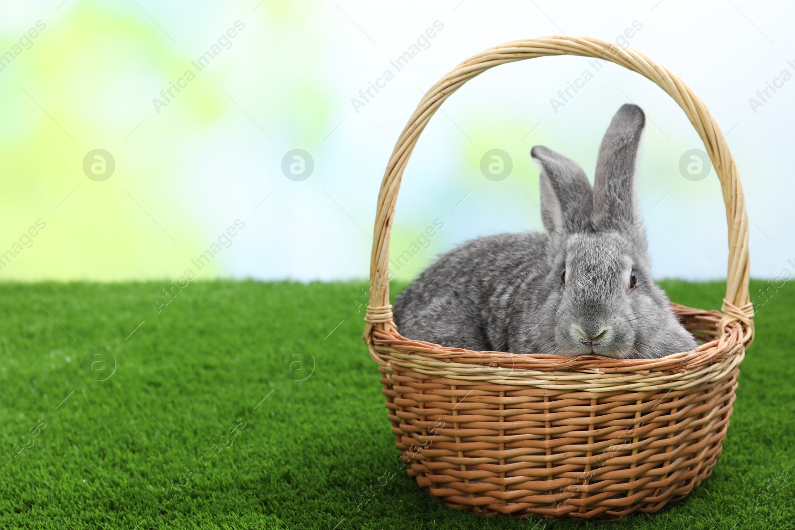 Photo of Fluffy grey rabbit in wicker basket on green grass outdoors, space for text