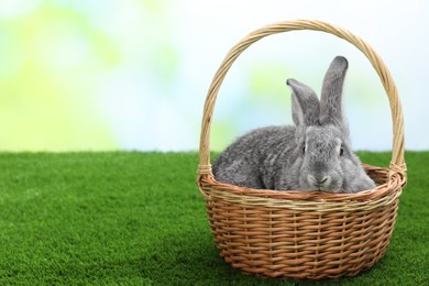 Photo of Fluffy grey rabbit in wicker basket on green grass outdoors, space for text