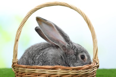 Photo of Fluffy grey rabbit in wicker basket outdoors, closeup