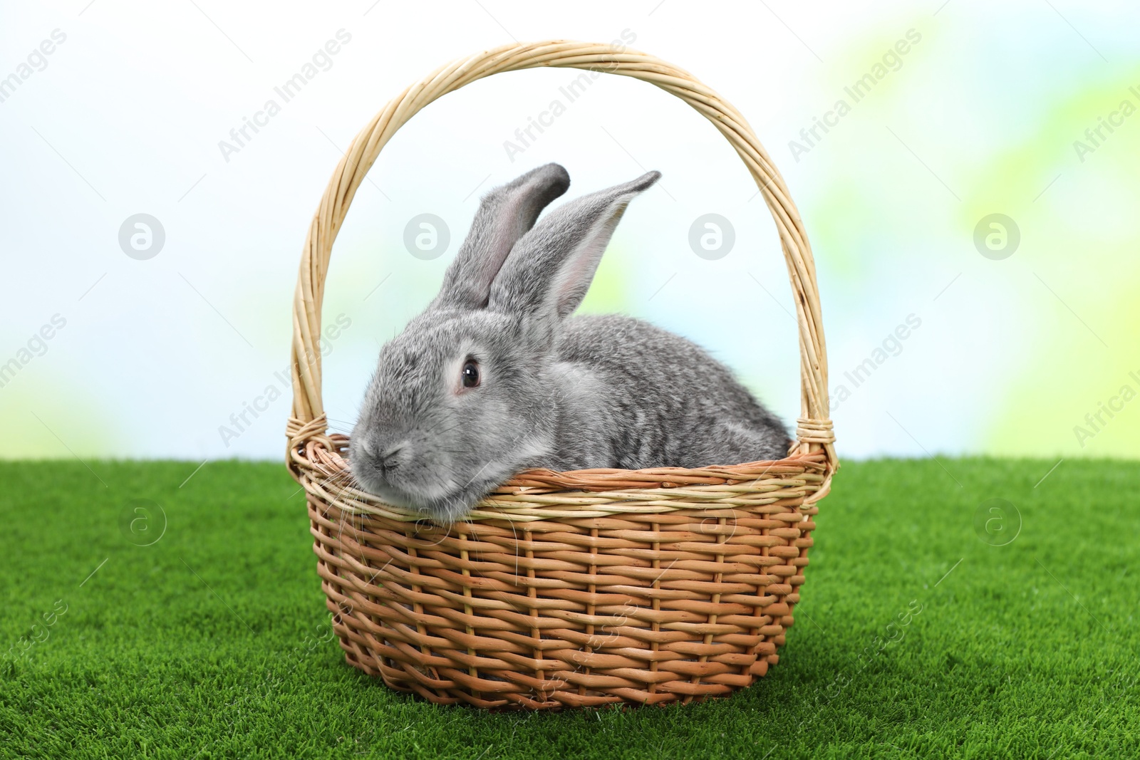 Photo of Fluffy grey rabbit in wicker basket on green grass outdoors