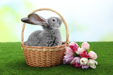 Photo of Fluffy grey rabbit in wicker basket and beautiful tulips on green grass outdoors