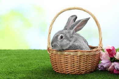 Photo of Fluffy grey rabbit in wicker basket and beautiful tulips on green grass outdoors, space for text