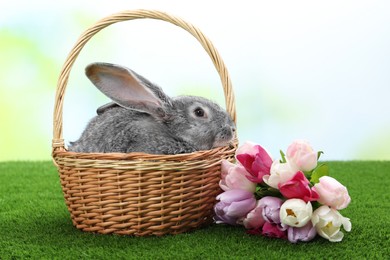 Photo of Fluffy grey rabbit in wicker basket and beautiful tulips on green grass outdoors