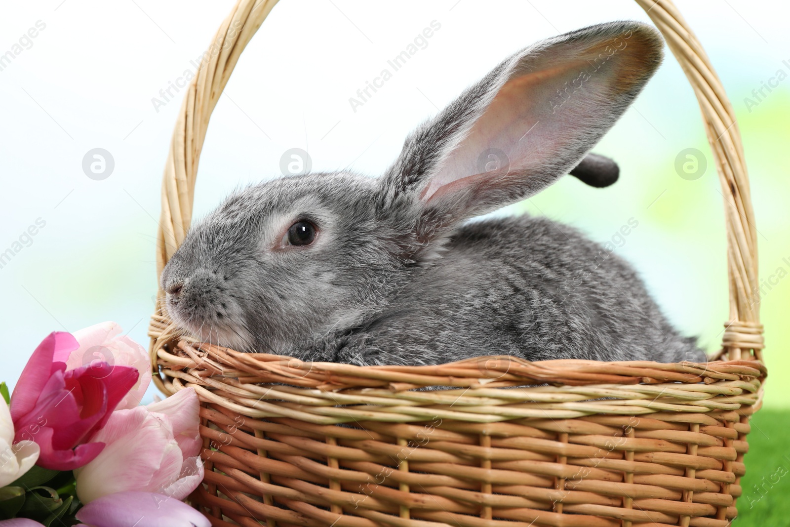 Photo of Fluffy grey rabbit in wicker basket and beautiful tulips outdoors, closeup