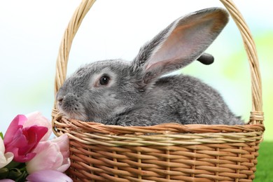 Photo of Fluffy grey rabbit in wicker basket and beautiful tulips outdoors, closeup