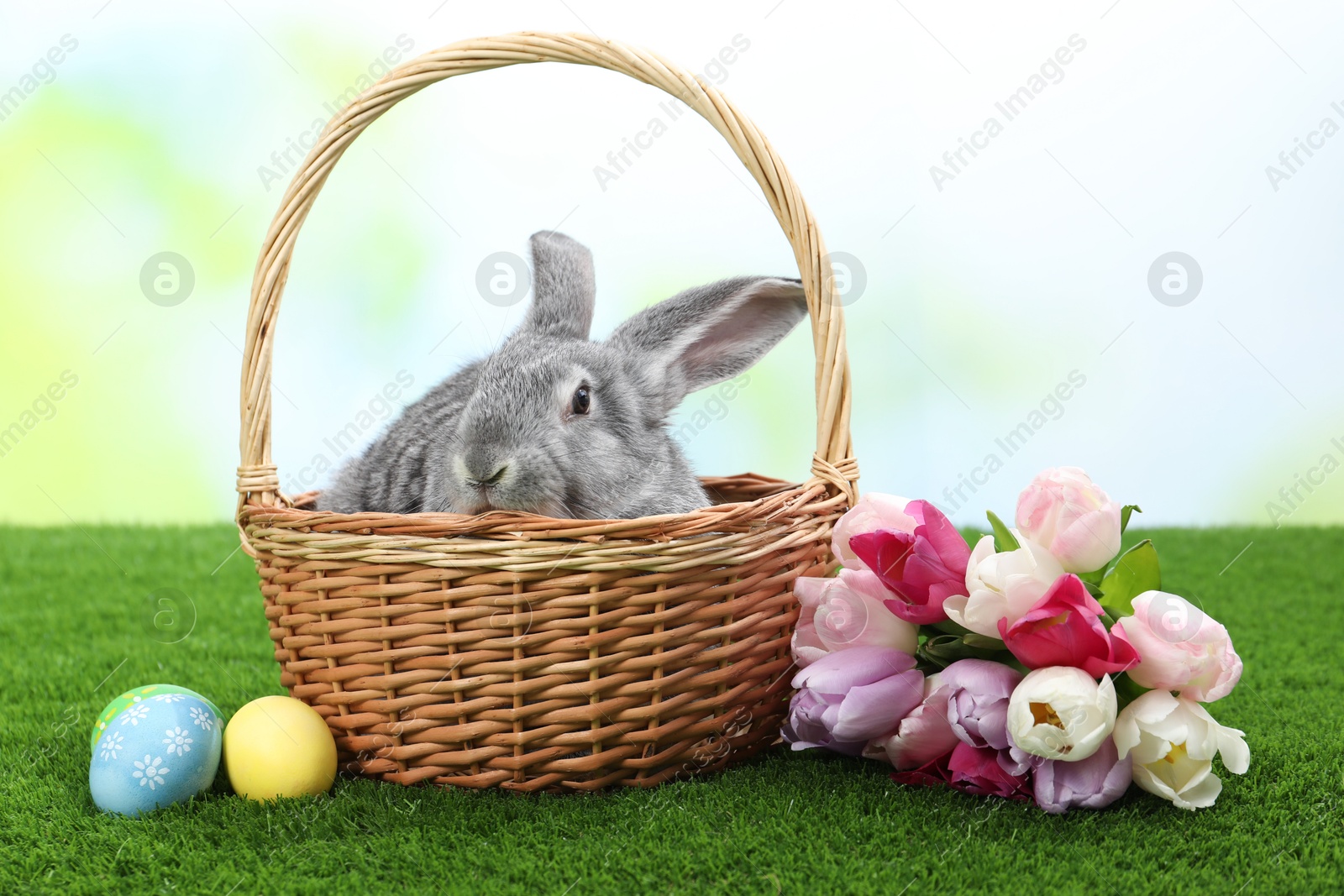 Photo of Fluffy grey rabbit in wicker basket, Easter eggs and beautiful tulips on green grass outdoors