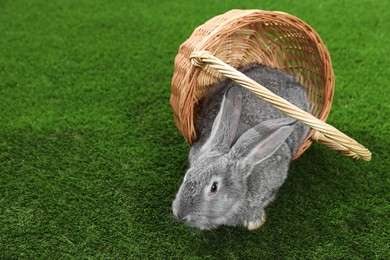 Photo of Fluffy grey rabbit in wicker basket on green grass, space for text