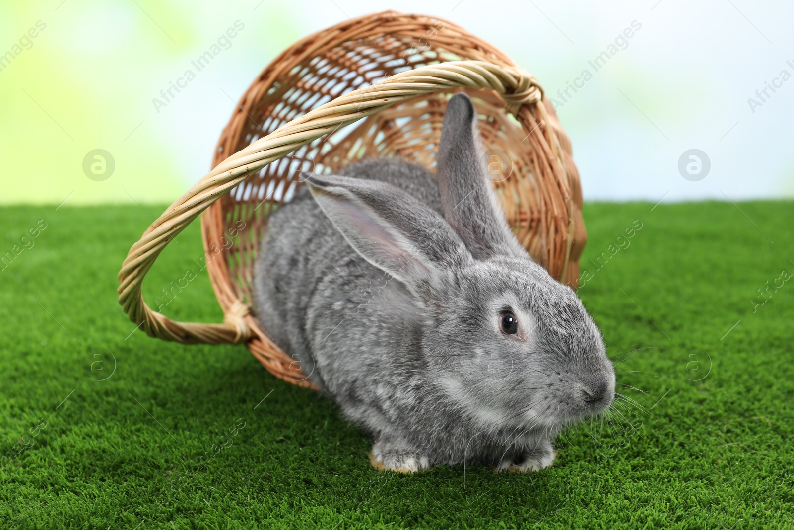 Photo of Fluffy grey rabbit in wicker basket on green grass outdoors