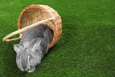 Photo of Fluffy grey rabbit in wicker basket on green grass, space for text