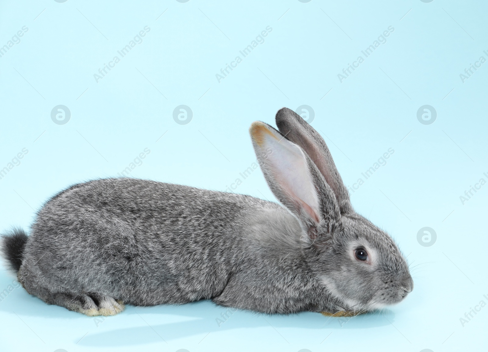 Photo of Fluffy grey rabbit on light blue background