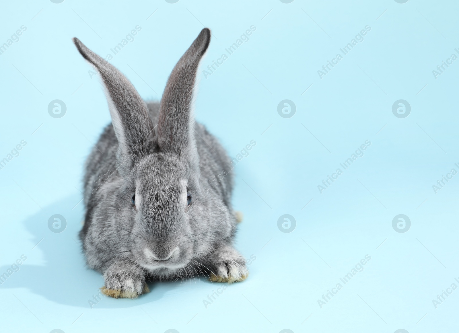 Photo of Fluffy grey rabbit on light blue background, space for text