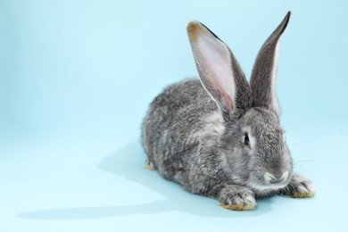 Photo of Fluffy grey rabbit on light blue background, space for text