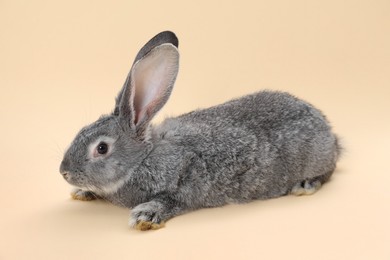 Photo of Fluffy grey rabbit on beige background. Cute pet