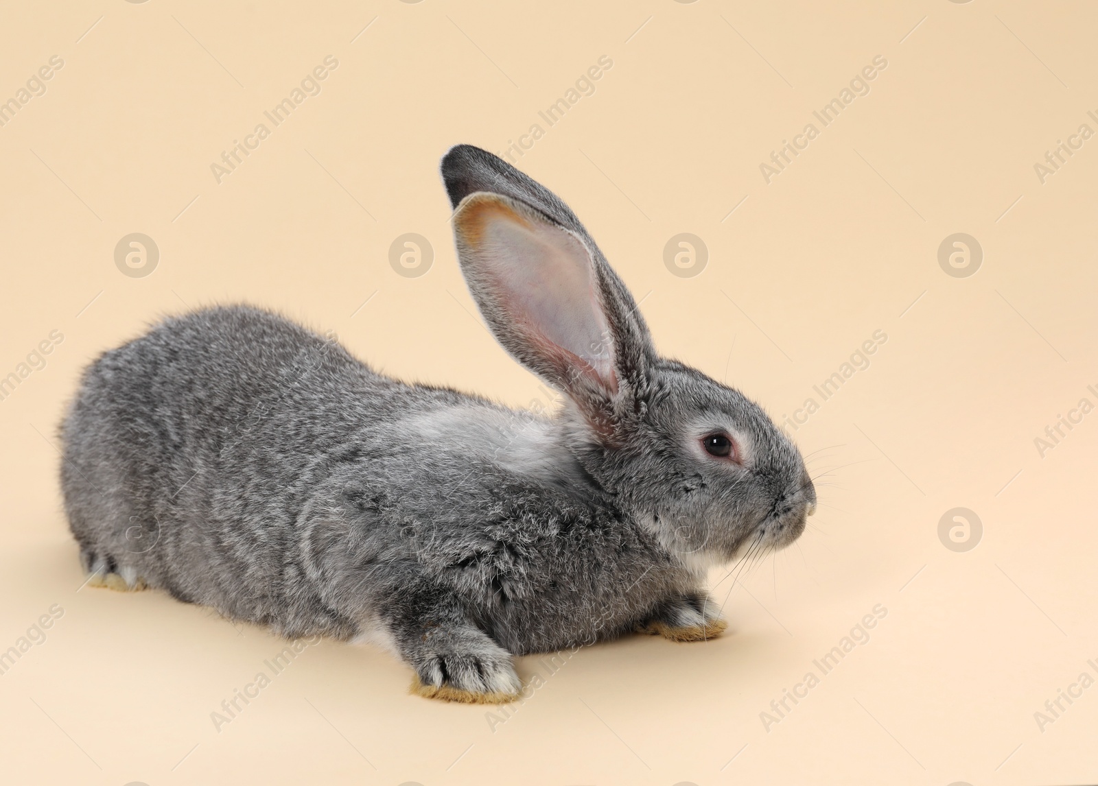 Photo of Fluffy grey rabbit on beige background. Cute pet