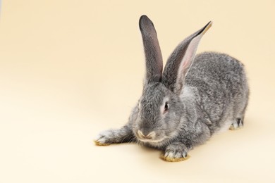 Photo of Fluffy grey rabbit on beige background, space for text. Cute pet